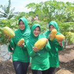 panen pepaya di karimun 32