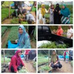 pembagian binit cabai untuk warga 2