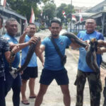 Pasi Intel Lanal Tbk, Kapten Laut (E) M Amir Mahmud bersama anggota berpose bersama ular yang diamankan Perumahan Lanal Tanjung Balai Karimun, Jumat (1/9/2023). (JurnalTerkini.id/Yogi)